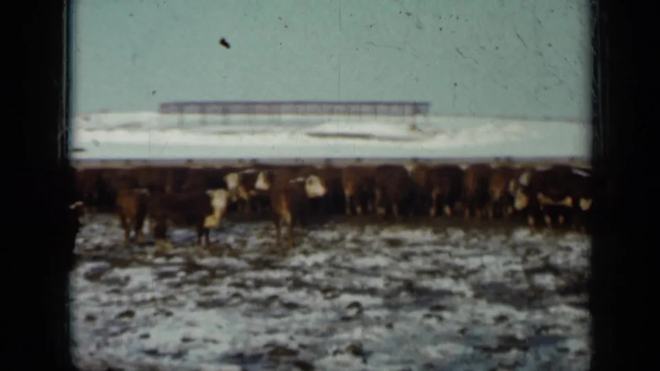 1958 Minnesota home-movie frame of a cattle herd in snow, with a pale sky, low background structure, and visible 8mm scan borders.