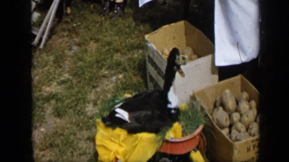 Aledo, Texas 1959 frame showing a black-and-white duck in a yard near cardboard boxes of potatoes and a partial person at the edge.