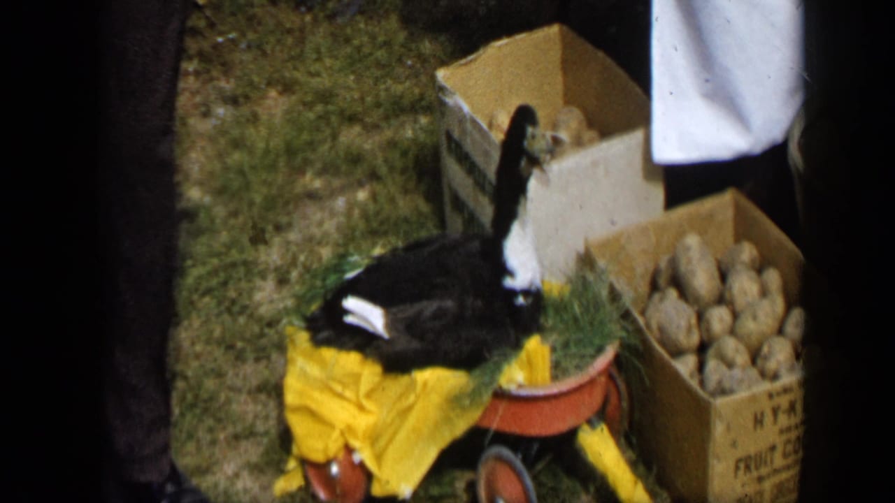 1959 Aledo, Texas home-movie frame showing a duck in a red wagon with a yellow blanket and potato boxes nearby.