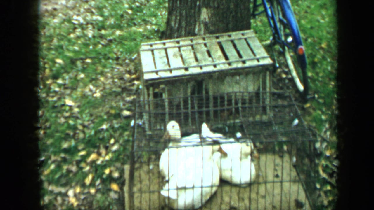 Two white geese resting in a wire cage beside a wooden crate and bicycle.