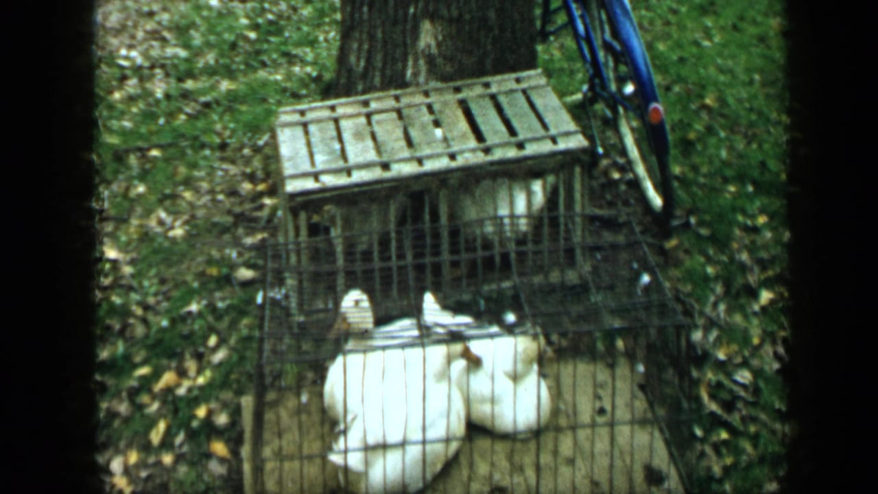 Aledo, Texas 1959 frame of geese inside a yard cage, with a slatted wooden crate above and part of a blue bicycle at the right edge.