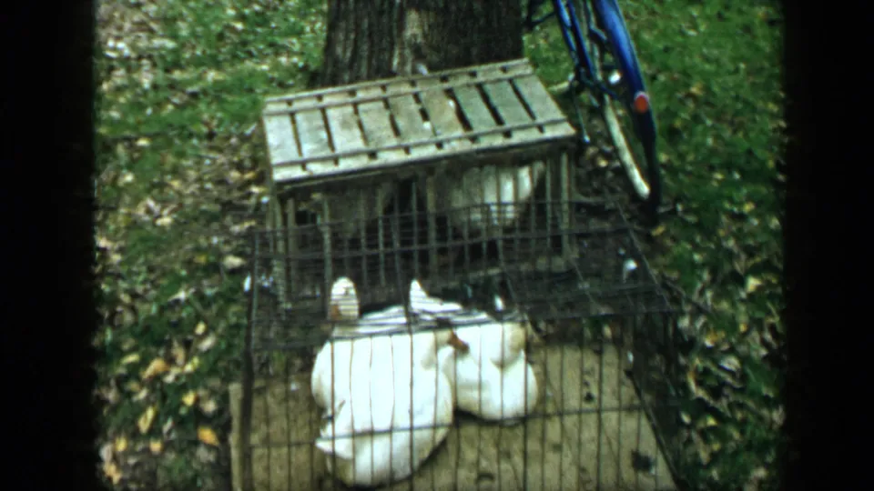 High-angle 1959 Aledo yard view showing white geese in a wire enclosure, a weathered crate, leaves, grass, and part of a blue bicycle.