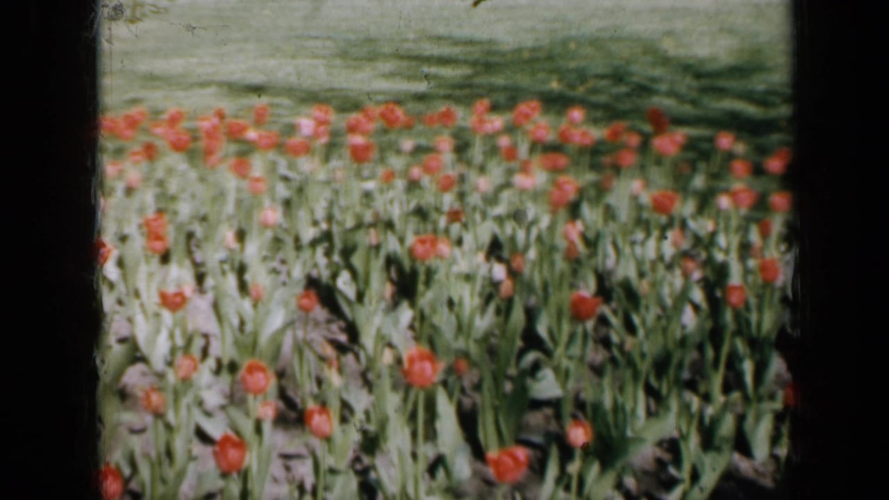 Red tulips growing in a dense flower bed with green foliage and dark film borders.