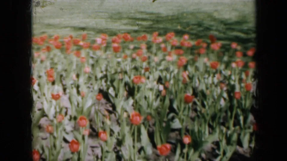 1959 Iowa 8mm frame showing red tulips in a planted flower bed, with green foliage, soft background color, and dark film edges.