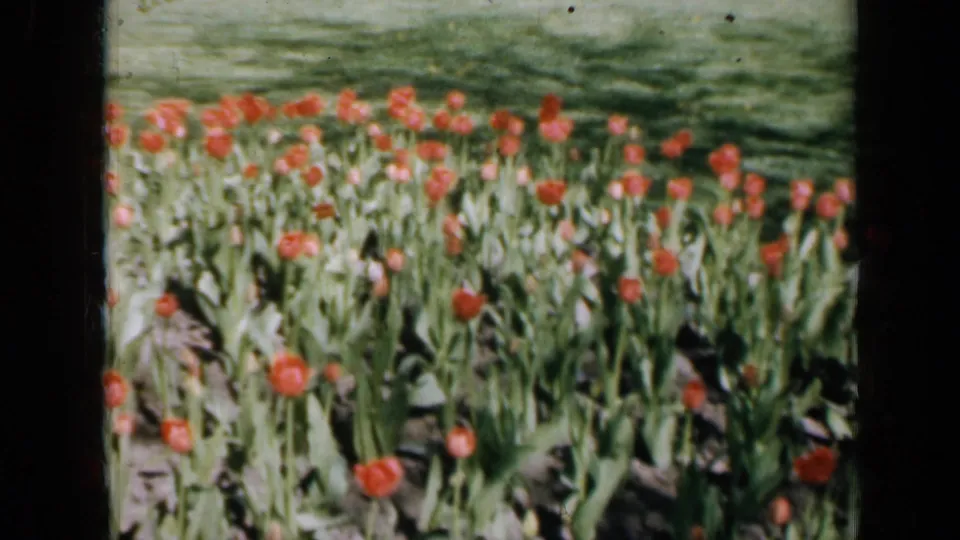 1959 Iowa 8mm view of red tulips and green foliage, framed by dark vertical borders from the film scan.