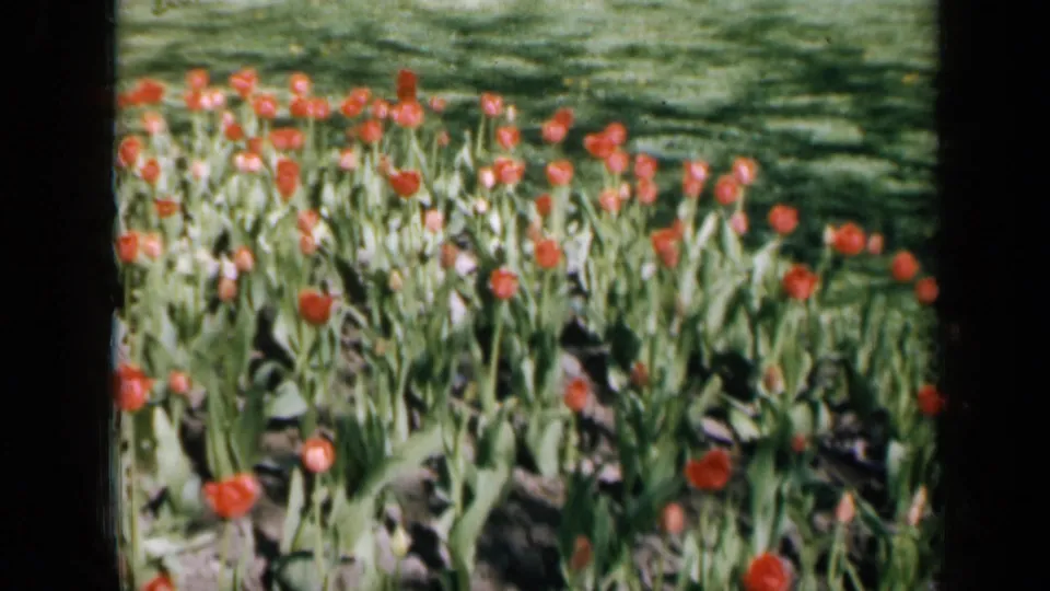 1959 Iowa home-movie frame with red tulips, dense foliage, and the soft color and borders of scanned 8mm film.