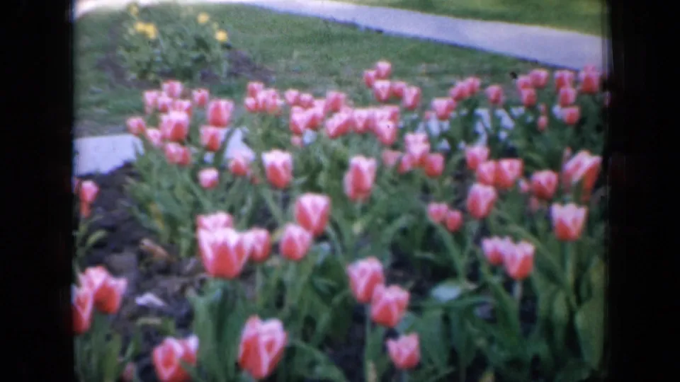 Pink tulips in bloom along a lawn and sidewalk, likely filmed as a spring garden cutaway in the 1959 Iowa home movie.
