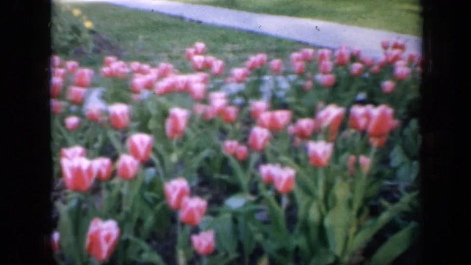 The clip ends on a soft 8mm view of pink tulips and green leaves beside a sidewalk, continuing the 1959 Iowa home-movie garden scene.
