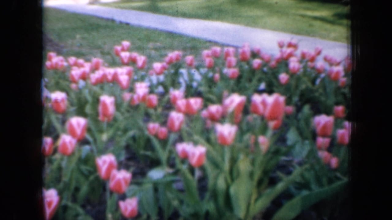 Pink tulips in a garden bed with a walkway and lawn behind them.