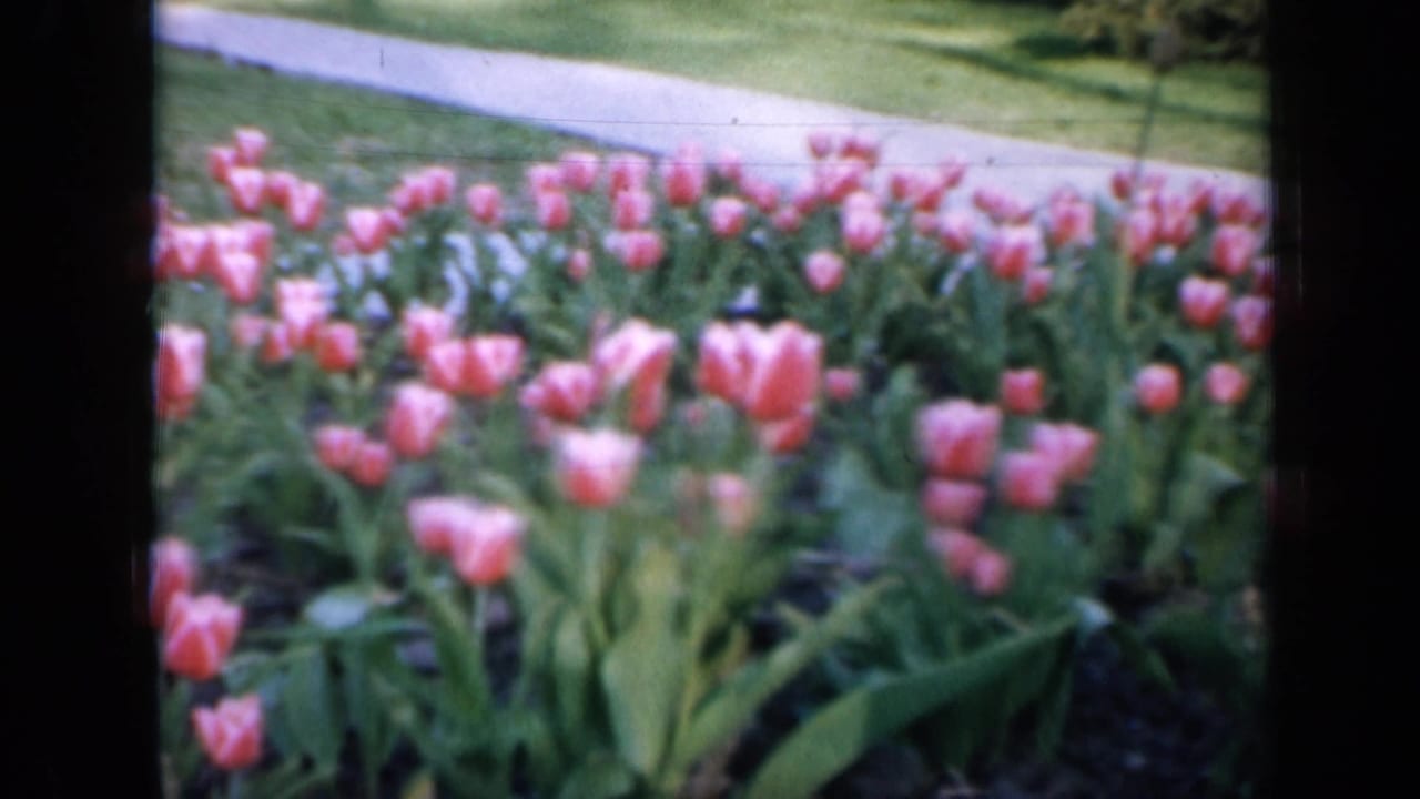 1959 Iowa home-movie frame of a tulip bed in soft focus, with a paved path and lawn behind the flowers.