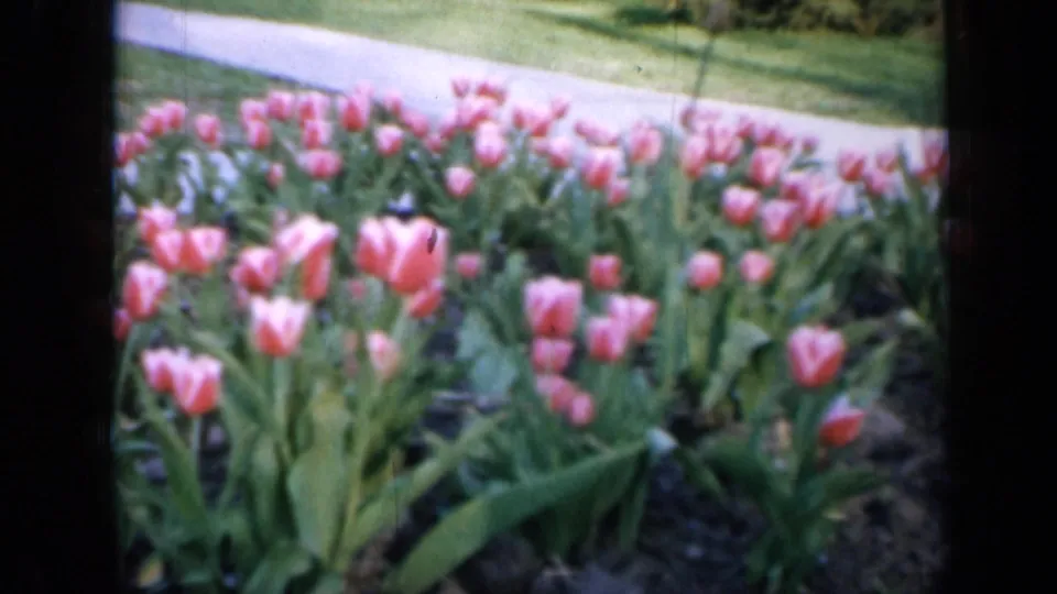 1959 Iowa 8mm frame showing pink tulips and leafy stems near a walkway in a maintained garden.