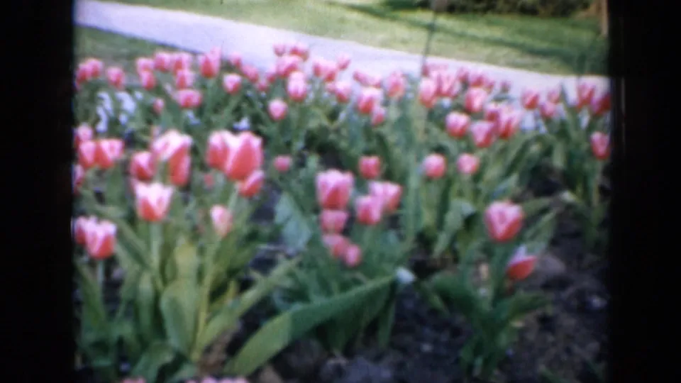 1959 Iowa home-movie frame of pink tulips and dense foliage beside a walkway, with grass and trees beyond.