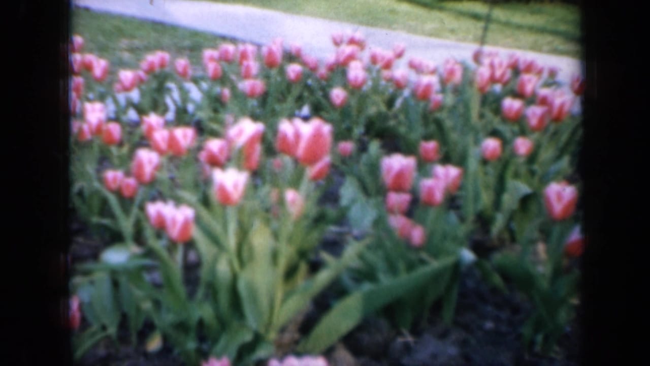 Pink tulips in a garden bed beside a concrete path and lawn.