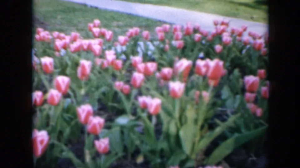 1959 Iowa home-movie frame of pink tulips blooming in rows, with a pale sidewalk and green lawn visible beyond the flower bed.