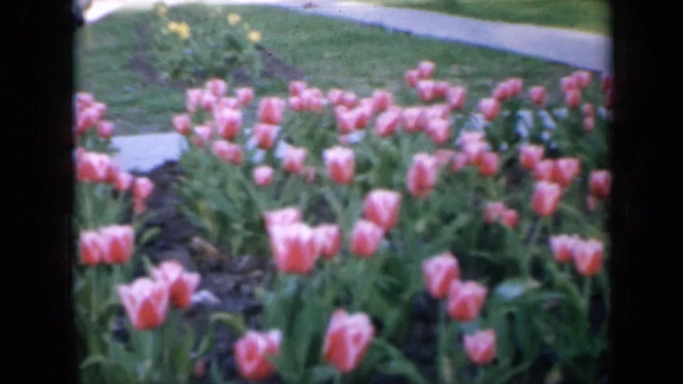 1959 Iowa 8mm frame showing pink tulips in the foreground and small yellow flowers near a concrete path in the background.