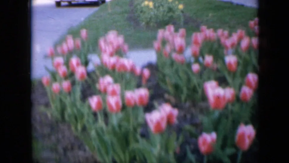 Soft-focus 1959 Iowa 8mm frame of pink tulips in bloom, bordered by green lawn and a concrete walkway in the background.
