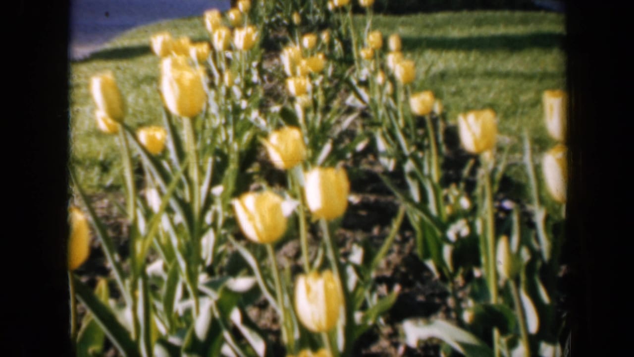 Rows of yellow tulips growing beside green grass and dark garden soil.