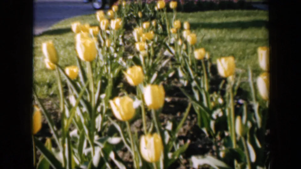 Rows of yellow tulips in a 1959 Iowa garden scene, with lawn and a paved road in the background.