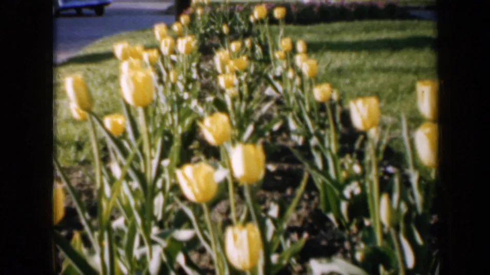 Vintage 8mm frame of yellow tulips in a garden row, with grass and a roadway edge in the distance.