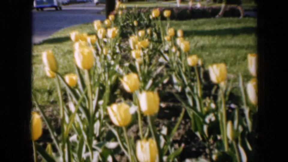 1959 Iowa 8mm home-movie frame showing yellow tulips, green lawn, soil, and a distant road edge.