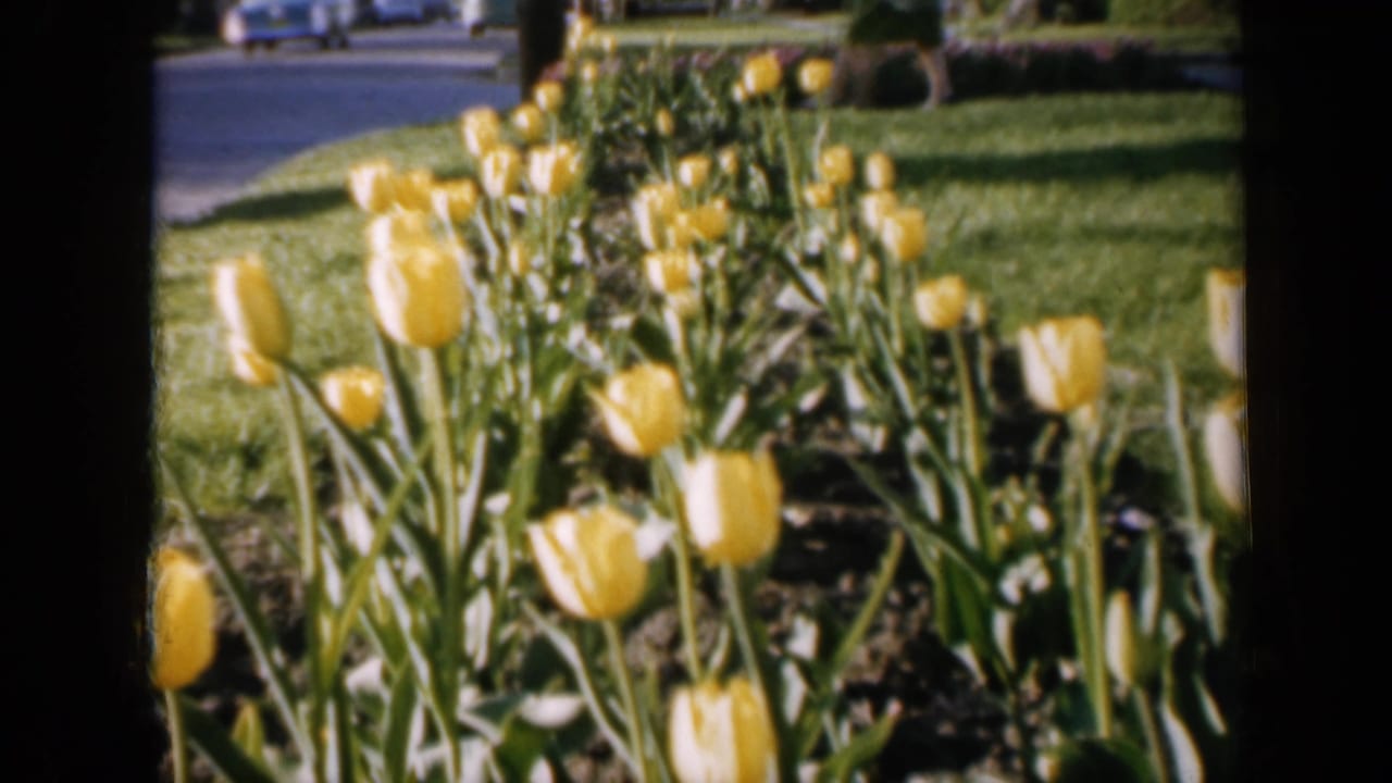 Yellow tulips beside a suburban street with grass and parked cars in the background.