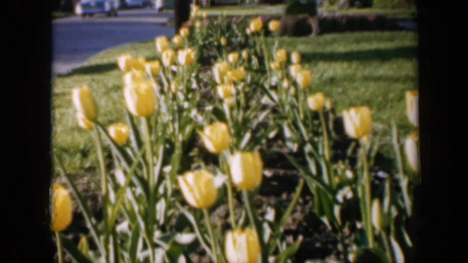 1959 Iowa home-movie frame showing yellow tulips in a garden bed beside grass, a paved street, and distant parked cars.