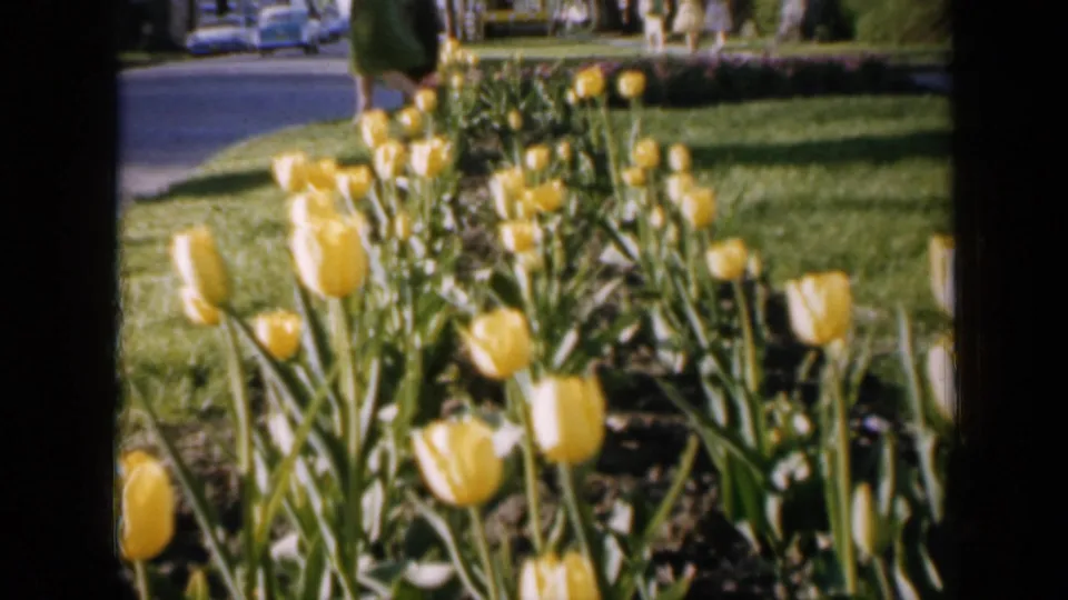 1959 Iowa frame with yellow tulips in the foreground and a suburban street scene with cars and a distant pedestrian behind them.
