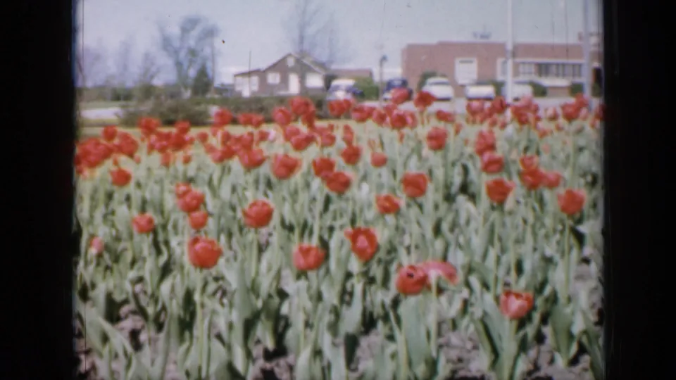 1959 Iowa home-movie frame showing a bed of red tulips with low suburban buildings, parked cars, and distant pedestrians behind it.
