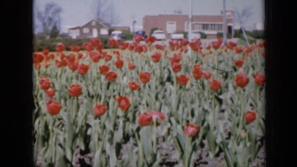 1959 Iowa frame of red tulips in bloom, with a suburban street edge, cars, low buildings, and distant people in the background.