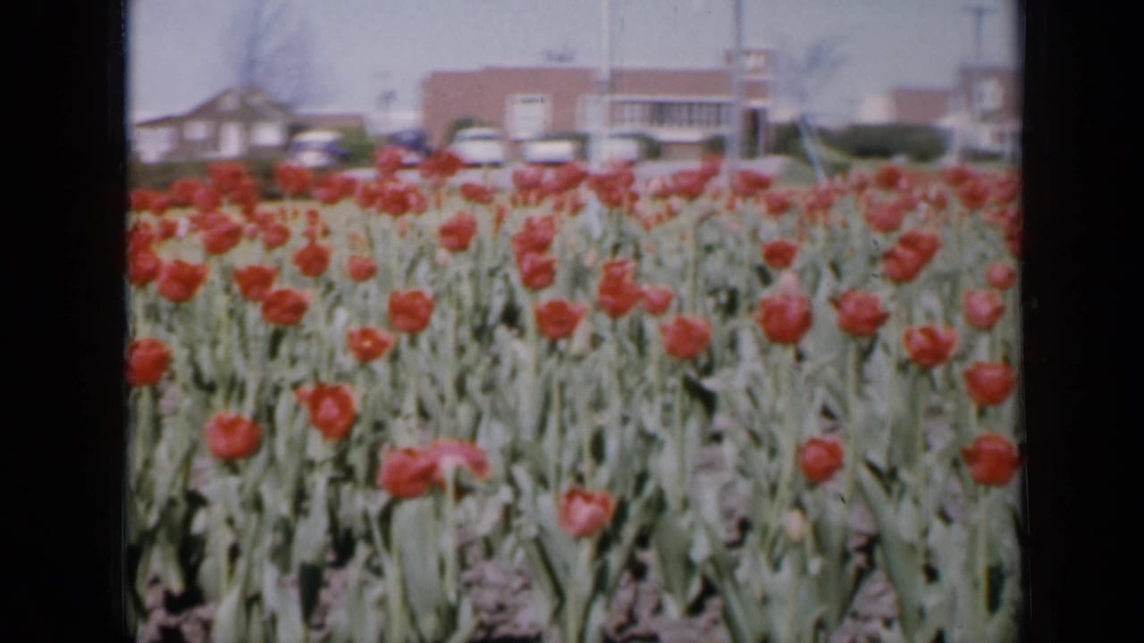 Rows of red tulips in bloom with houses and a brick building in the background.