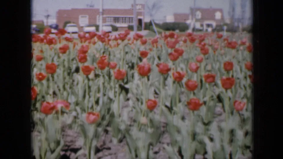 1959 Iowa 8mm frame of cultivated red tulips, with rows of flowers leading toward houses, cars, and a brick building in soft focus.