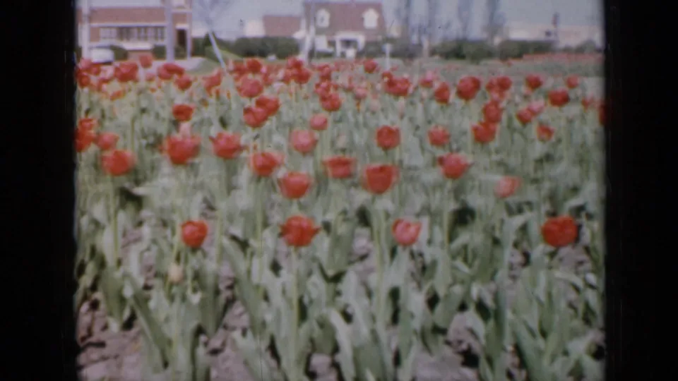 1959 Iowa home-movie frame showing red tulips planted in neat rows, with a nearby house, lawn, and background structures under a pale sky.