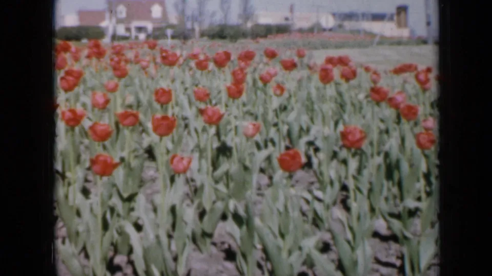1959 Iowa 8mm frame with red tulips and green stems across the foreground, backed by grass, houses, and distant structures.