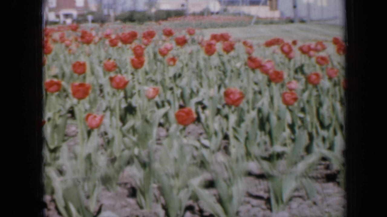 Rows of red tulips in a sunny field with distant houses and utility poles.