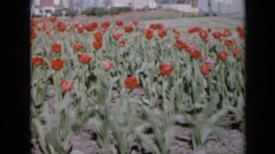 1959 Iowa 8mm frame showing red tulips in rows, bare soil, green leaves, and a suburban background beyond the field.
