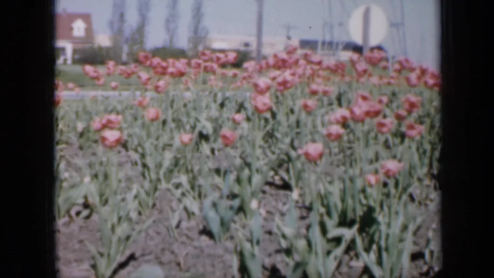 1959 Iowa home-movie frame of pink tulips in bloom, with roadside signs, utility poles, and low buildings beyond the flower bed.