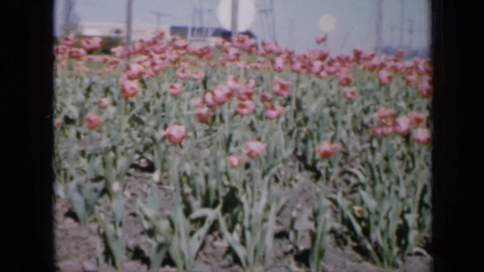 1959 Iowa 8mm frame looking across pink tulip rows, green stems, exposed soil, and a lightly built suburban backdrop.