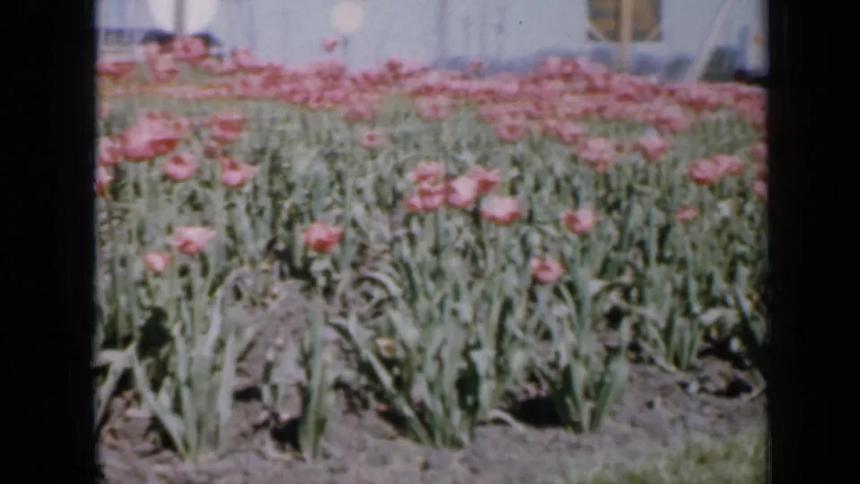 1959 Iowa home-movie frame showing dense pink tulips, green foliage, bare soil, and a distant roadside sign near buildings.