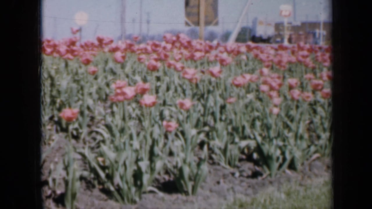 1959 Iowa 8mm frame of pink tulips in a broad garden bed, with distant vehicles, low structures, and pale sky in the background.