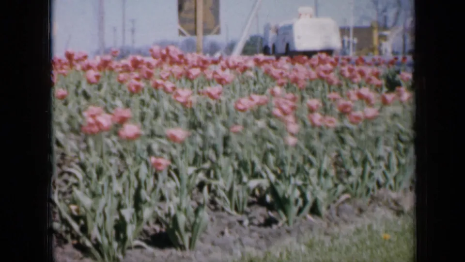 1959 Iowa 8mm frame showing a dense bed of pink tulips and green foliage, with low buildings and vehicles faintly visible behind them.