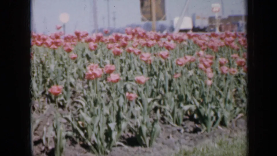 Soft 1959 Iowa 8mm view of pink tulips in bloom, framed close to the flower bed with indistinct vehicles and structures in the distance.