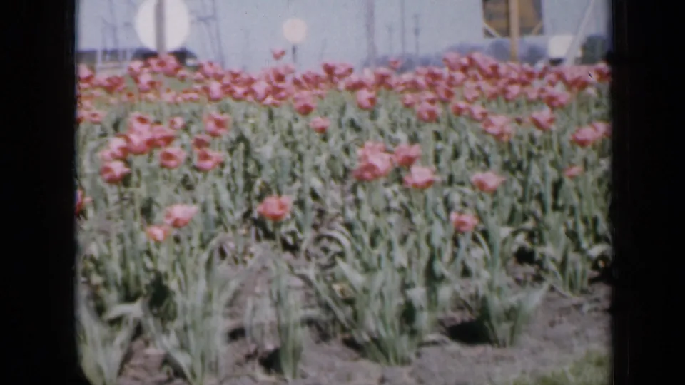 1959 Iowa 8mm frame of a dense pink tulip bed under bright sky, with faint vehicles and low background structures visible beyond the flowers.