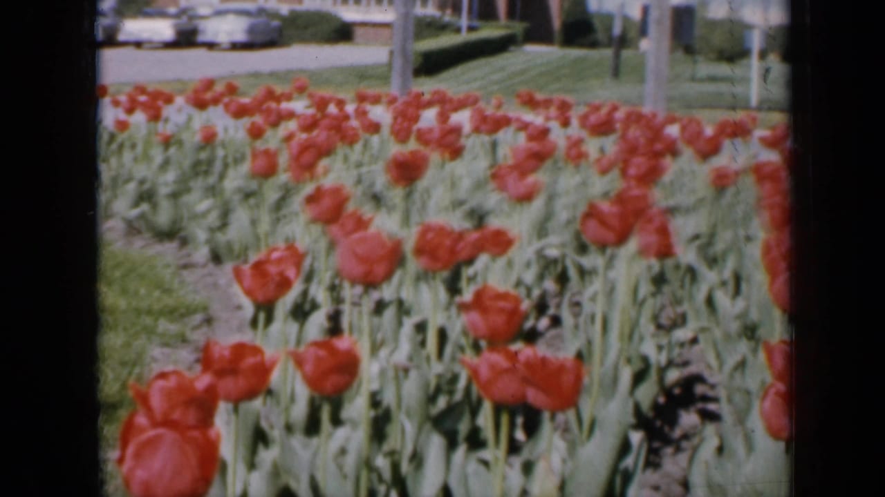 1959 Iowa 8mm frame showing red tulips in a sunny garden with grass, trees, and residential buildings in the background.