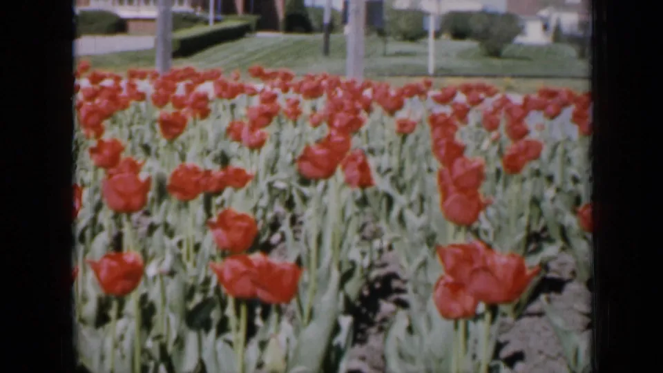 1959 Iowa home-movie frame of red and pink tulips swaying in a landscaped garden near lawns and houses.