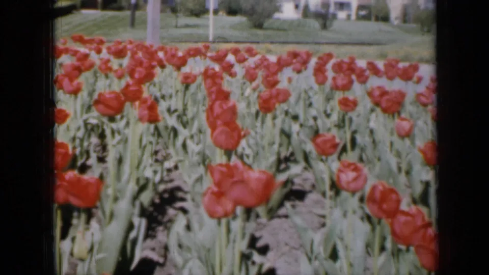 1959 Iowa 8mm still with red tulips in the foreground and a soft residential lawn and trees beyond the bed.