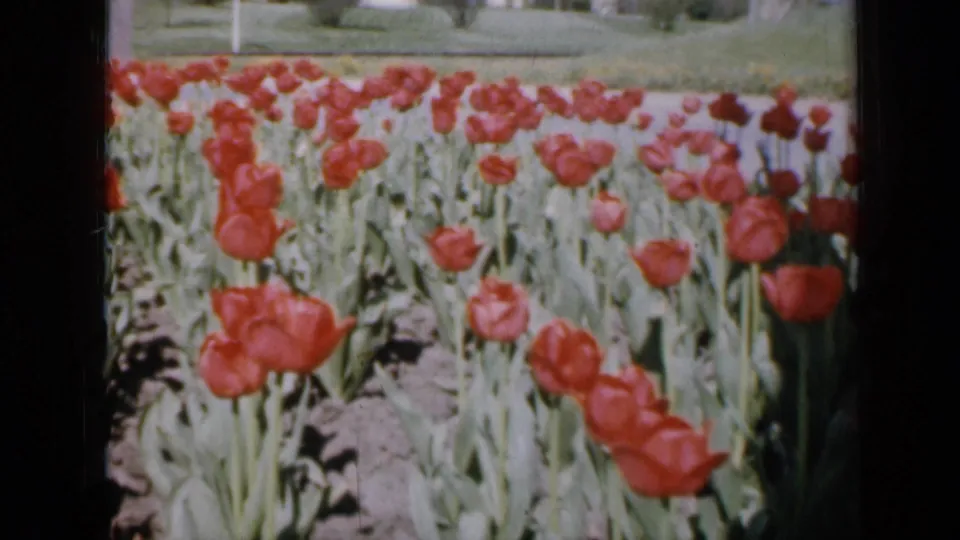 1959 Iowa home-movie frame showing tulips in bloom across a sunny garden, with neighborhood lawns and structures behind.
