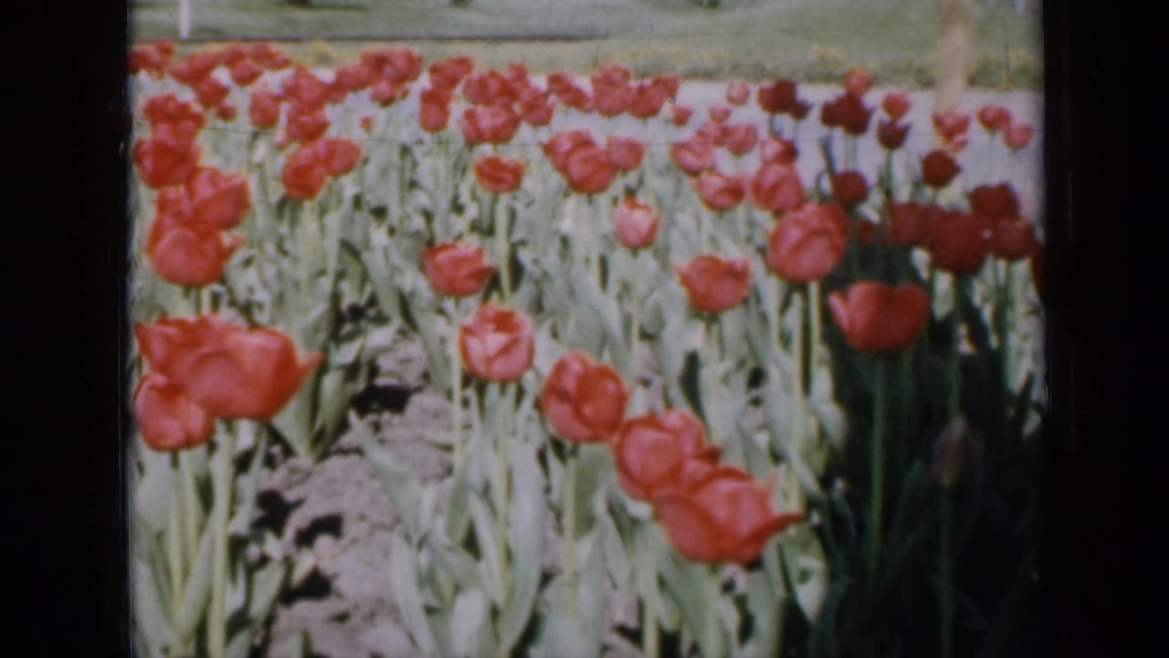 Red tulips in bloom fill the frame with green leaves and soil rows behind them.