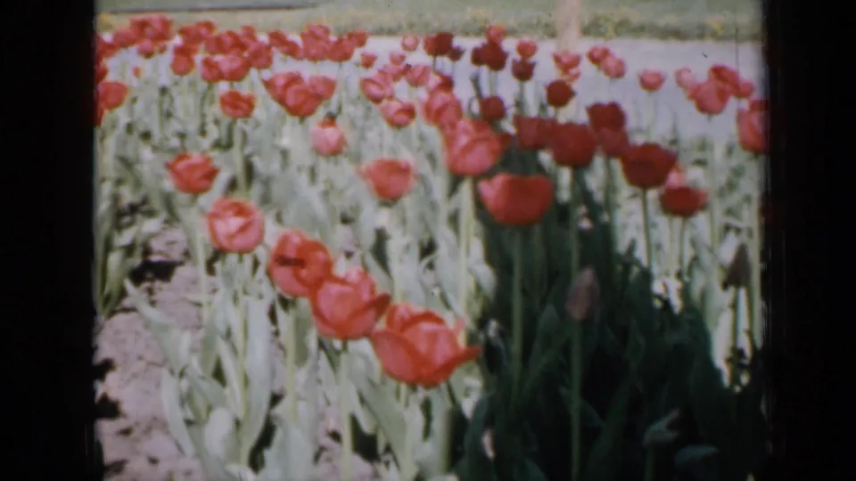 1959 Iowa home-movie view of red tulips and pale green foliage moving in a sunny planted bed.
