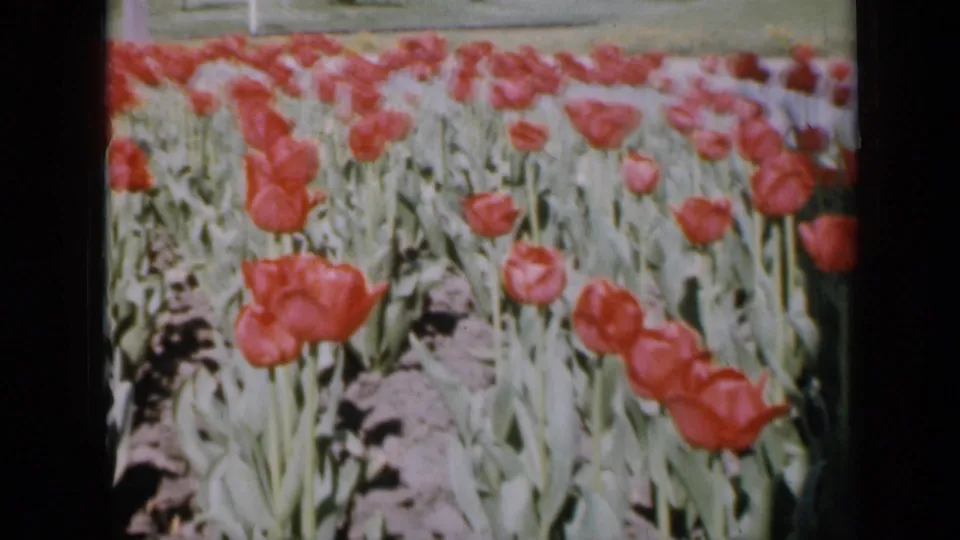 1959 Iowa 8mm close view of red tulips, green foliage, and a narrow soil path in a spring planting.