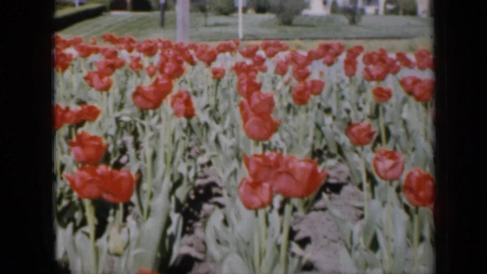 1959 Iowa 8mm frame showing a broad bed of red tulips, green leaves, lawn, and young trees beyond.